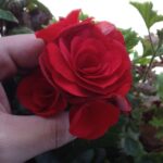 リーガースベゴニアの花