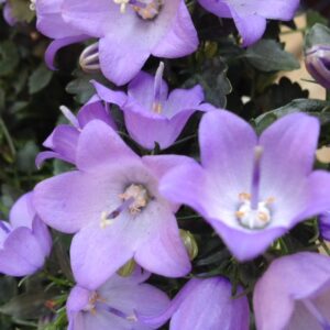 ベルフラワー　アップ（花）