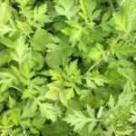 クロスメディアとメディアミックス