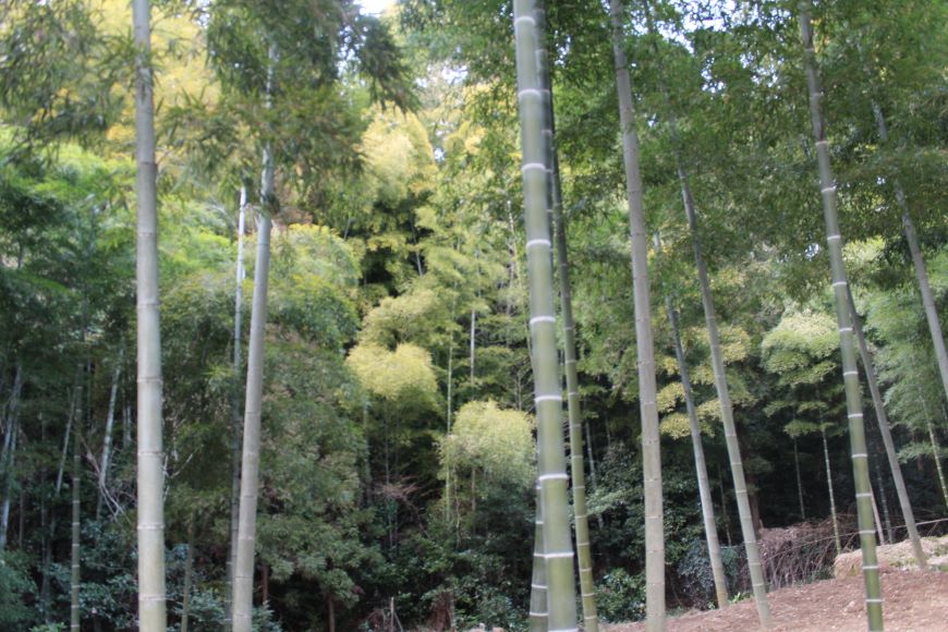 北嵯峨の風致地区 竹林