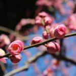 城南宮神苑　梅