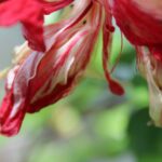 CGMによる情報の拡散と客観的信頼性の向上