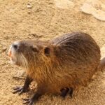 アクセス解析データ ウェブサイトの効果測定の先