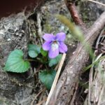 オウンドメディア運営には本腰を ブームに流されずに計画的に