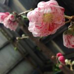 源平桃が開花20160401