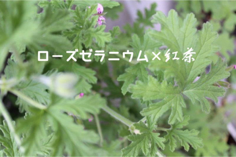 ローズゼラニウムの不思議な魅力 紅茶との組み合わせで ホームページ制作 京都 ファンフェアファンファーレ