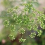 イタリアンパセリの花