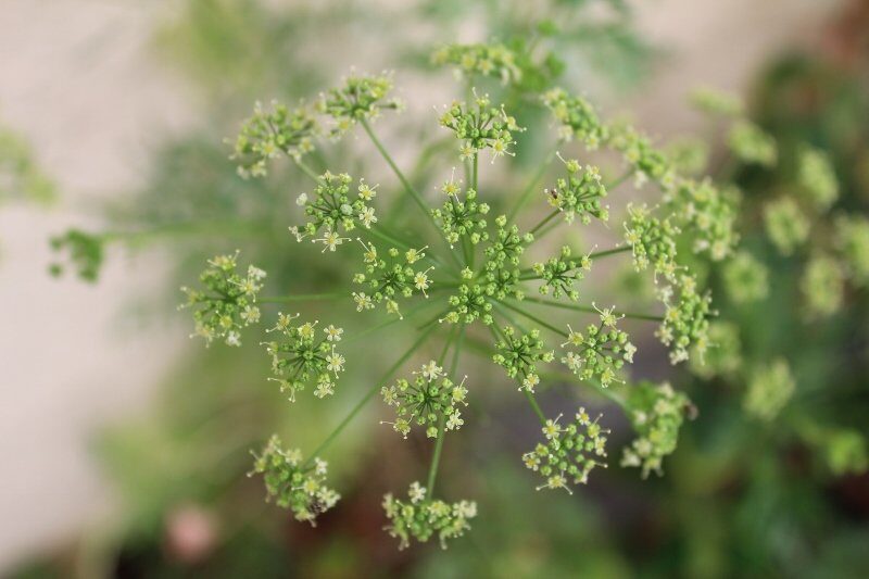 セリ科のみんなが開花 イタリアンパセリ、セロリ、三つ葉