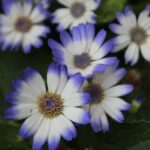 「店頭ボード」と「ホームページ」 Webマーケティング視点からの再考