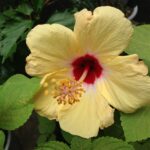 ハイビスカス（黄色） 今年開花の第一号！