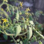 レンタルホームページ・ブログのSEOのパワーロス