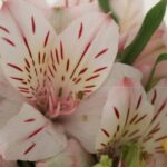 Webライティングにおける一貫した文体