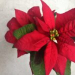 リンクの原則 SEOではなく「参照でルーツをたどる」