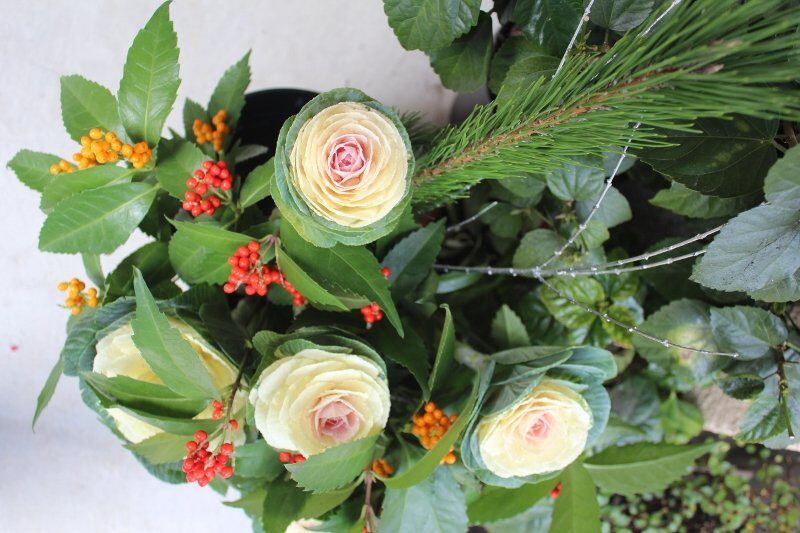 お正月の生け花 葉牡丹と千両 ホームページ制作 京都 ファンフェアファンファーレ