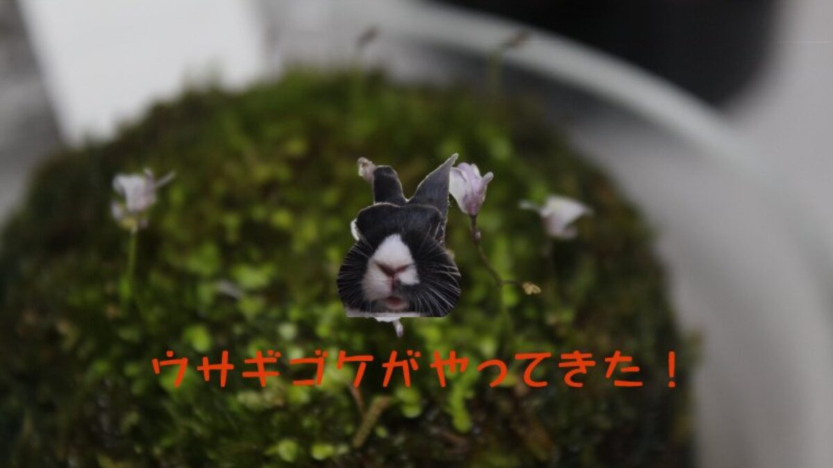 1e4eb0e3f74863ceff4d8b6c609f6a