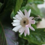 マーケティングとWebマーケティング