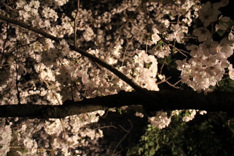 満開の桜 有栖川 京都市右京区