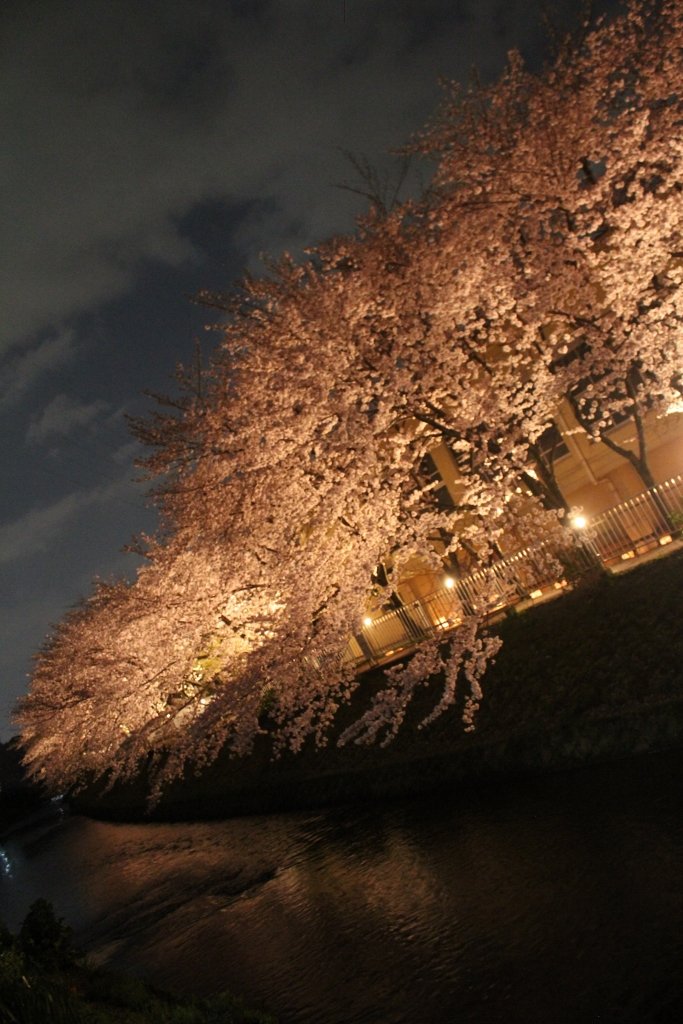 京都 有栖川の夜桜