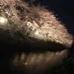 有栖川の桜のライトアップ 京都市右京区