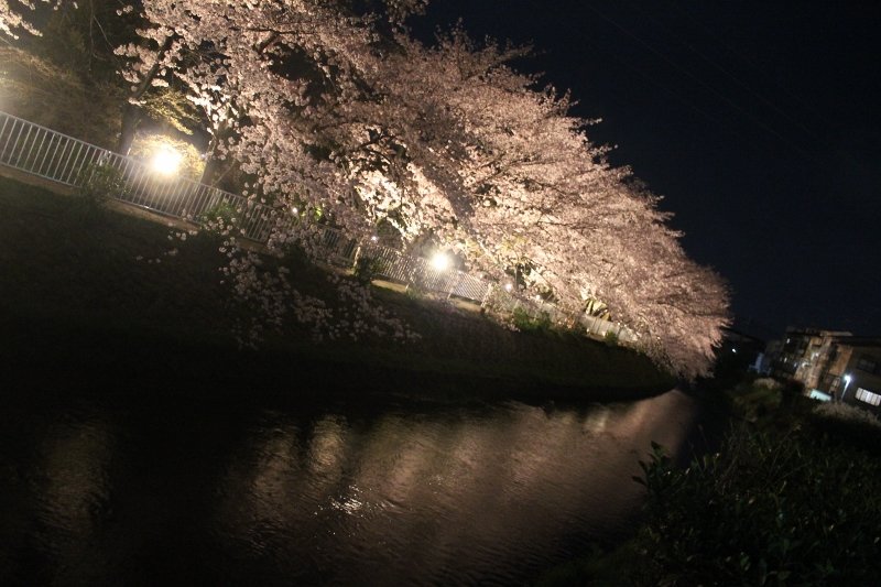 有栖川の桜のライトアップ 京都市右京区