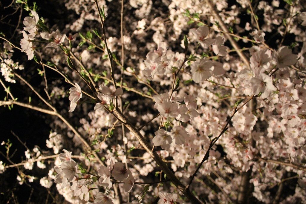 有栖川の桜のライトアップ 京都市右京区 ホームページ制作 京都 ファン 