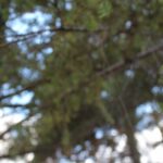 画像alt属性へのキーワード詰め込み ブラックハットSEO