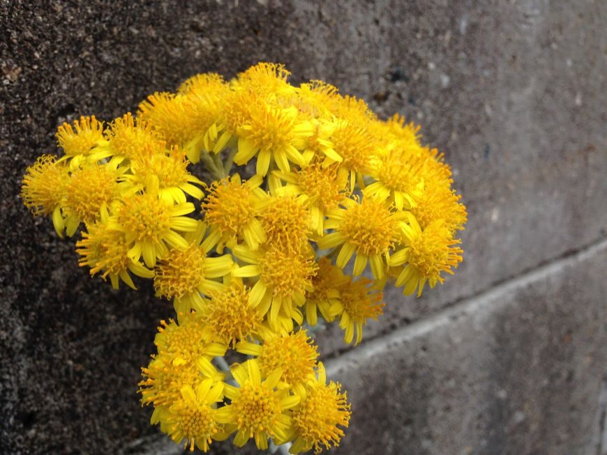 Seoは単なる特定のキーワードでの検索上位表示によるwebマーケティング方法ではない ホームページ制作 京都 ファンフェアファンファーレ