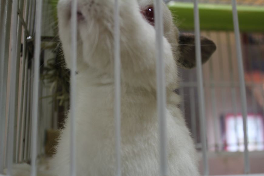 鳥取 道の駅 名誉駅長 うさぎのみこと