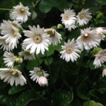 創立6周年 ホームページ制作 京都 ファンフェアファンファーレ