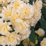 創立7周年を迎えました ホームページ制作 京都 ファンフェアファンファーレ