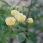 創立8周年 ホームページ制作 京都 ファンフェアファンファーレ