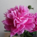 ホームページ制作 京都 ファンフェアファンファーレ 祝日変更に伴う営業日の取り扱い