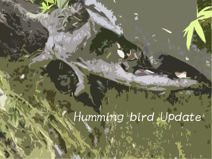 Humming bird Updateについて