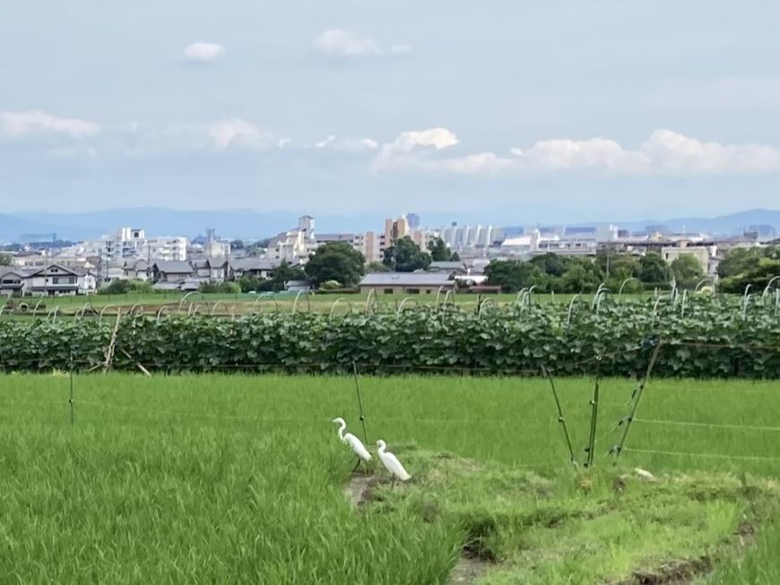 北嵯峨の風致地区 鳥