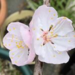 小梅や杏の開花 京都市上京区本社