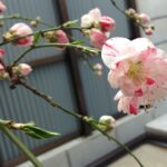 源平桃 京都市上京区