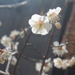 小梅 開花 2021