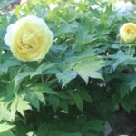 httpに戻した際にブラウザによってhttpsにリダイレクトされてしまう場合の対処法