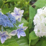 紫陽花(あじさい)とアナベル