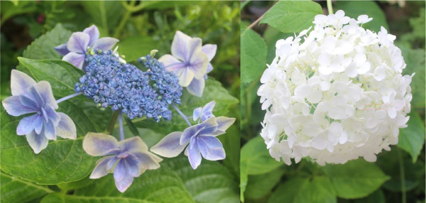 紫陽花(あじさい)とアナベル ホームページ制作 京都 ファン 紫陽花(あじさい)とアナベル ホームページ制作 京都 ファン