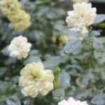 グリーンアイス（ミニバラ）