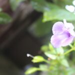 検索結果で一部の文字が消失する事象へのSEO対策事例