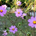 適格請求書発行事業者登録番号のお知らせ