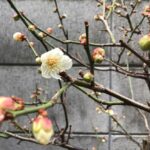 小梅の開花2024