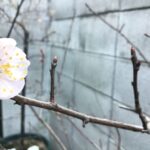 杏の開花 2024 京都市上京区本社