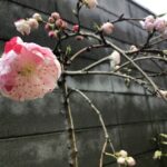 源平桃の開花 2024 京都市上京区本社