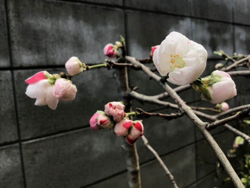 源平桃が開花しました | ホームページ制作 京都 ファンフェアファンファーレ