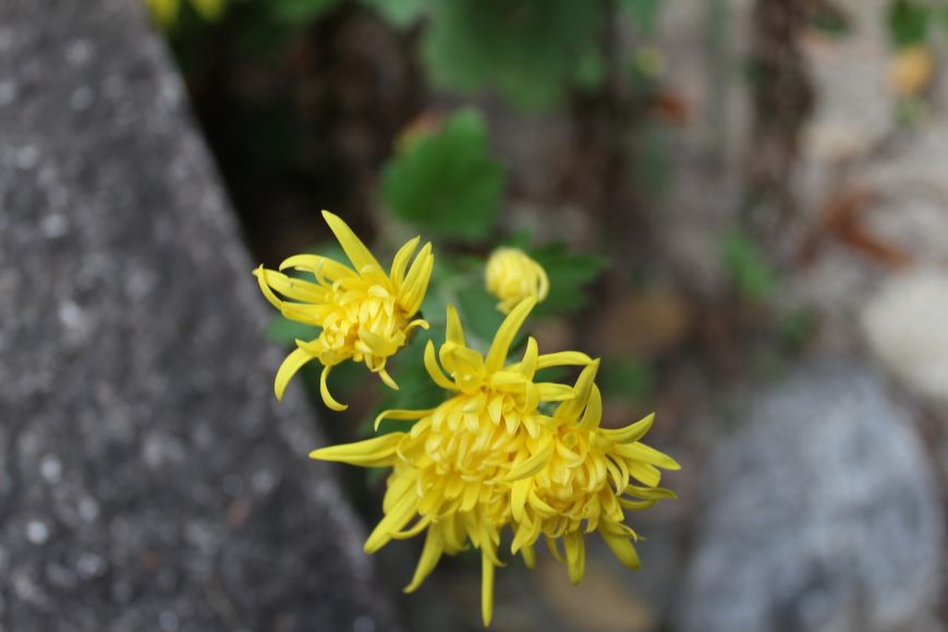 ハルノノゲシ（子孫）の花