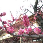 北野天満宮 梅苑「花の庭」へ 京都市上京区