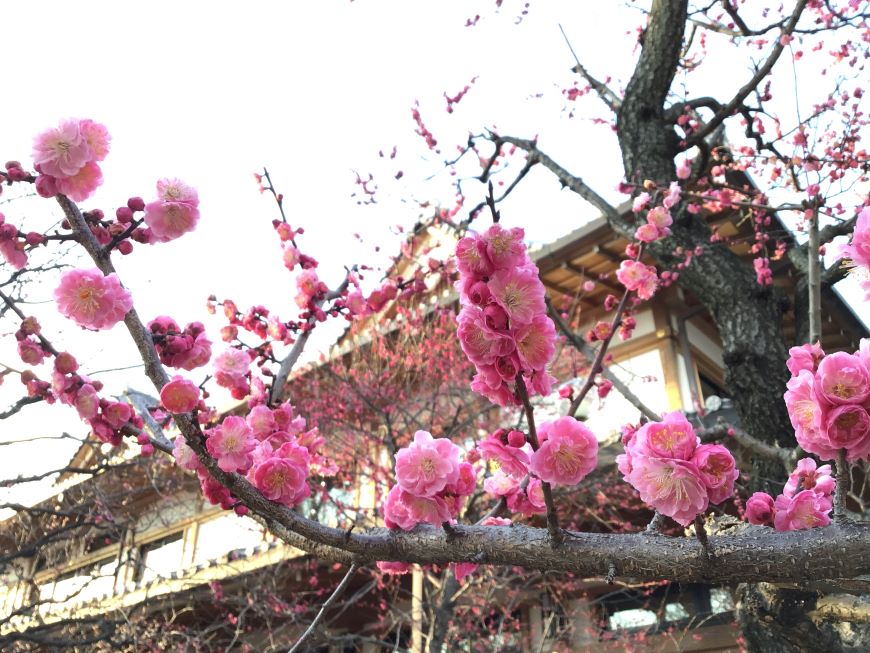北野天満宮 梅苑「花の庭」へ 京都市上京区